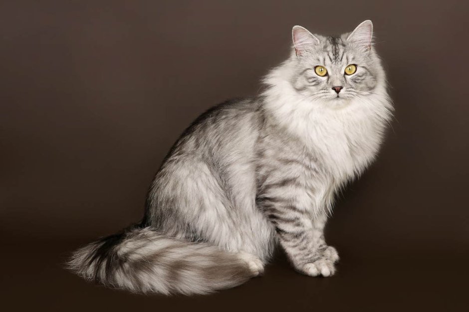 Сибирская длинношерстная кошка