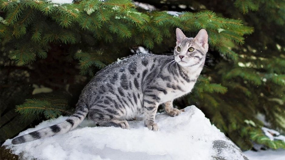Котята бенгалы снежный Барс