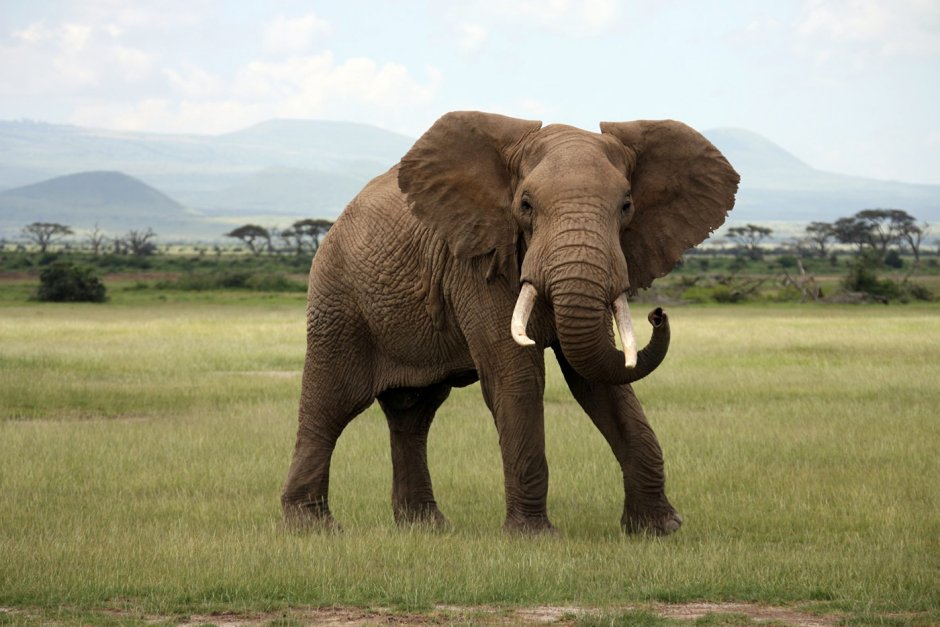 What do you know about Elephants