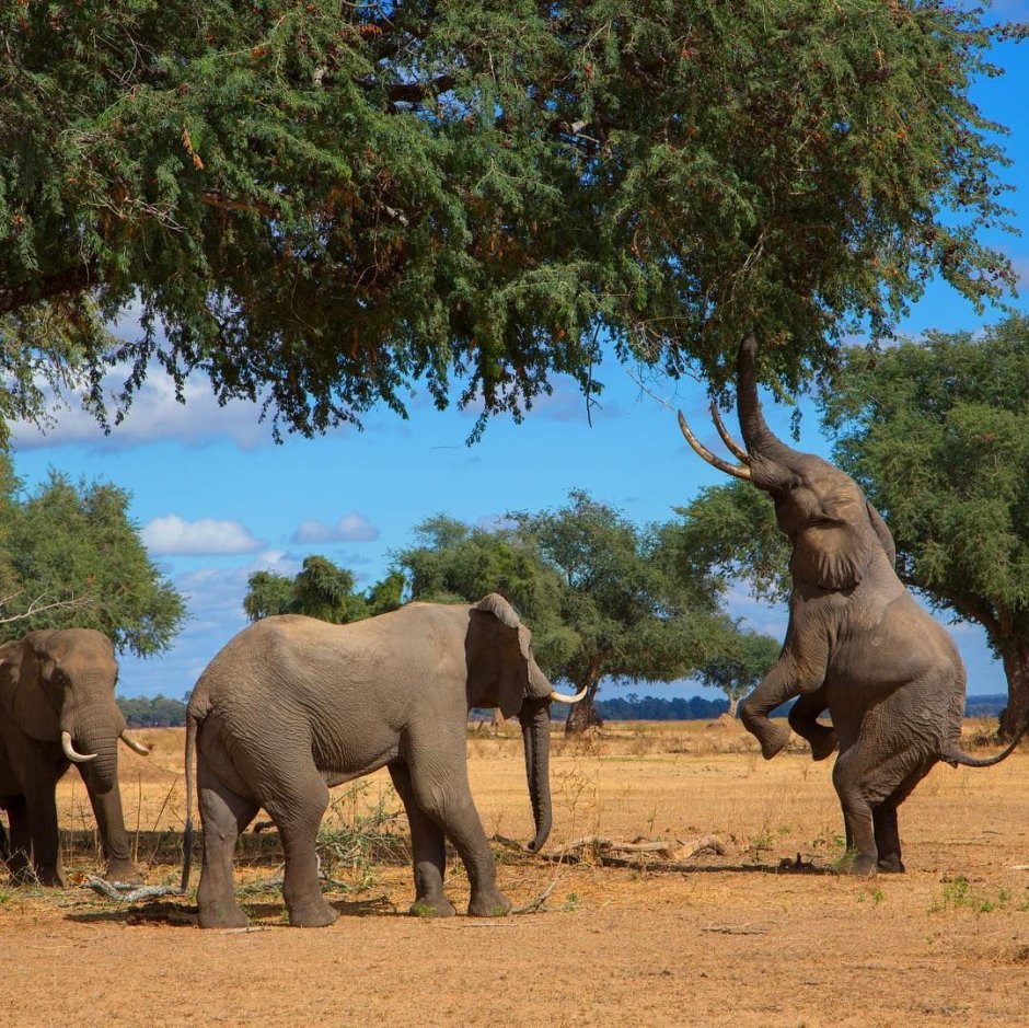 African and indian Elephants