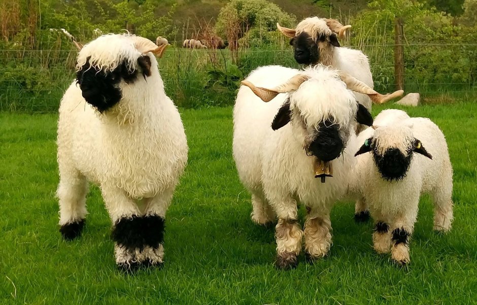 Valais Blacknose
