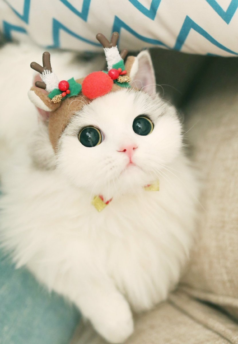 Кошка с бантиком