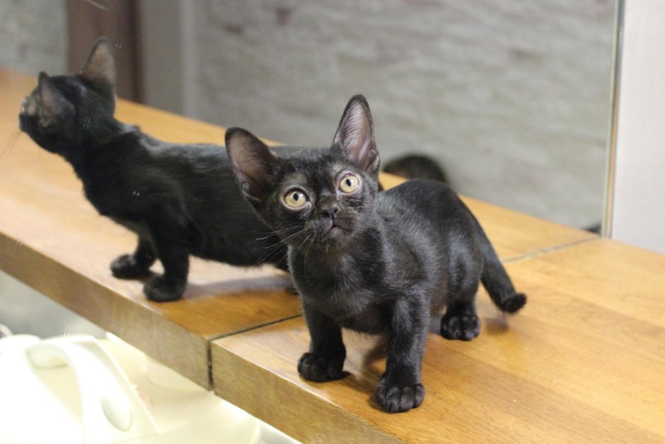 Бомбейская кошка котята,кот