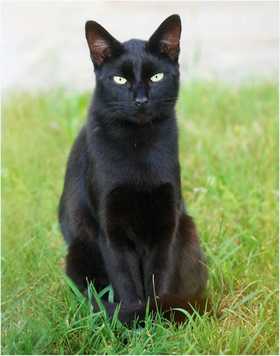 Бомбейская черная кошка