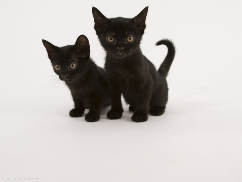 Бомбейская кошка котенок