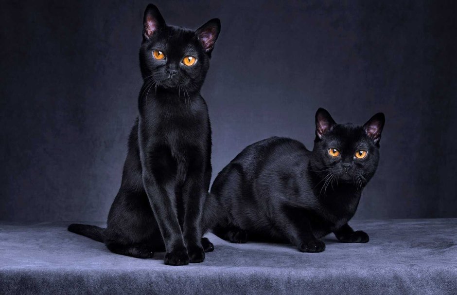 Бомбейская короткошерстная кошка расцветки
