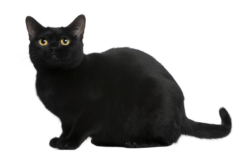 Бомбейская кошка вислоухая