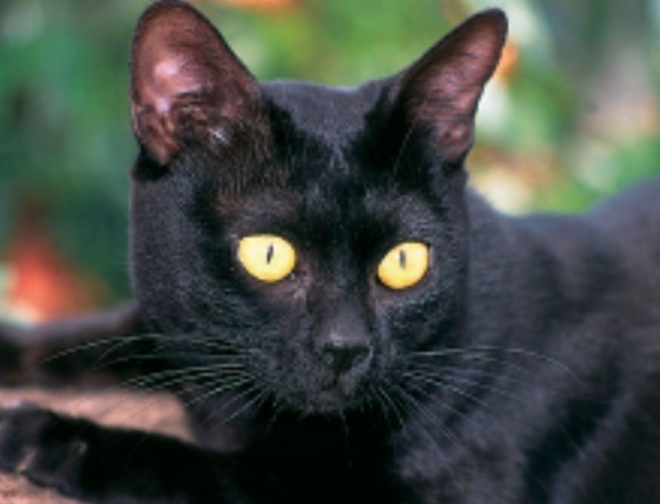 Американский Бомбейский кот