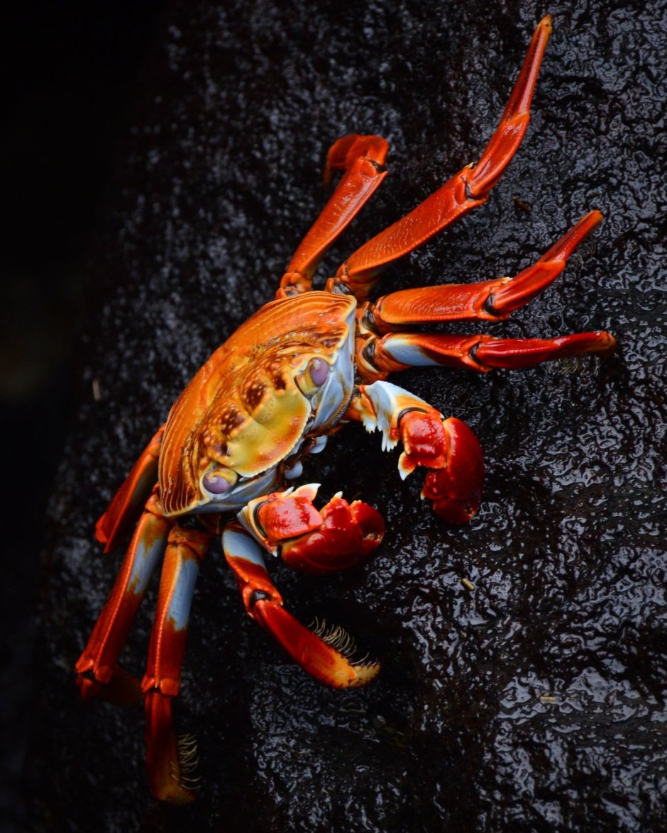 Grapsus Grapsus краб