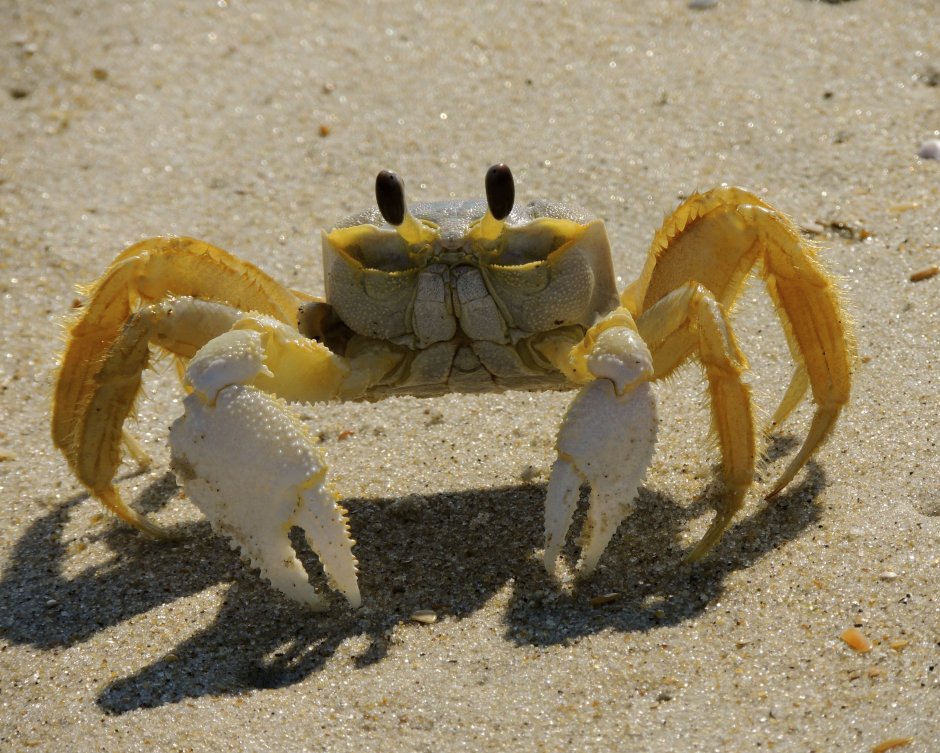 Which one is different animals Crab