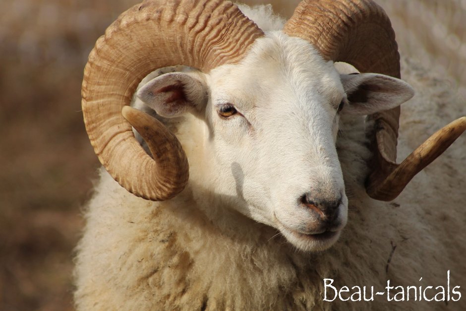 Ram баран