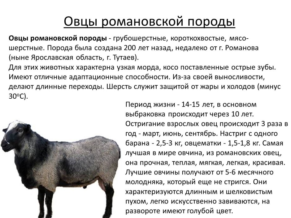Романовская порода овец характеристика
