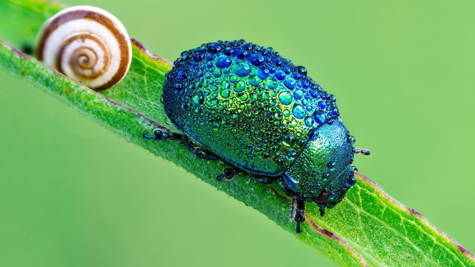 Chrysolina herbacea (Duftschmid, 1825)