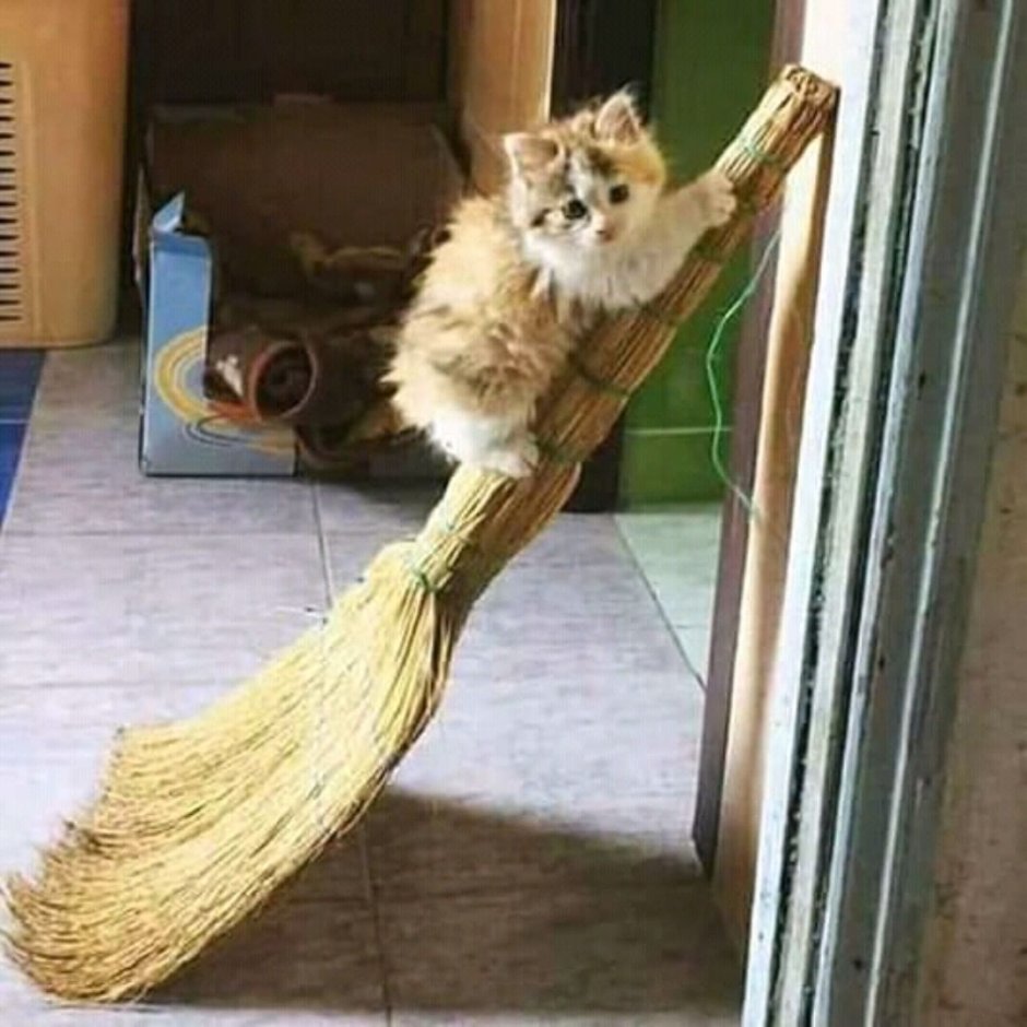 Веник животные