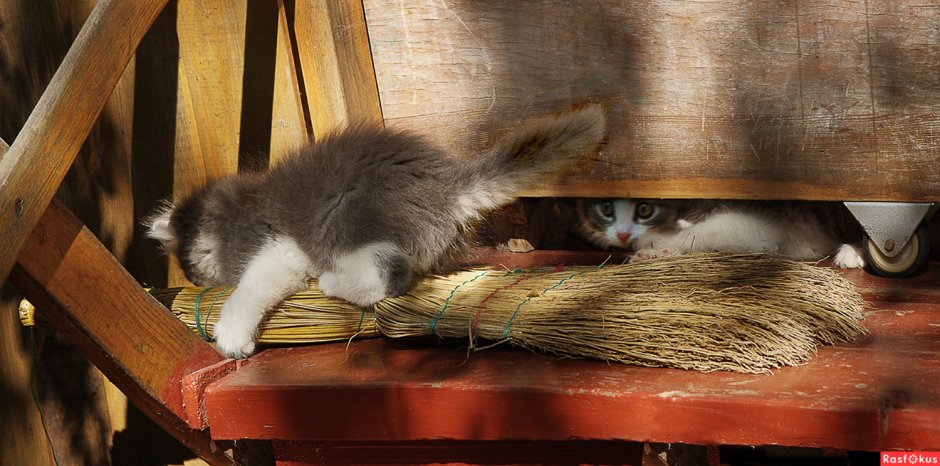 Кошка с веником