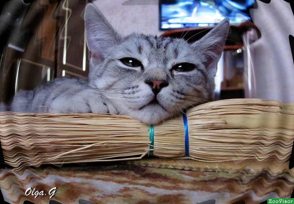 Кот с метлой