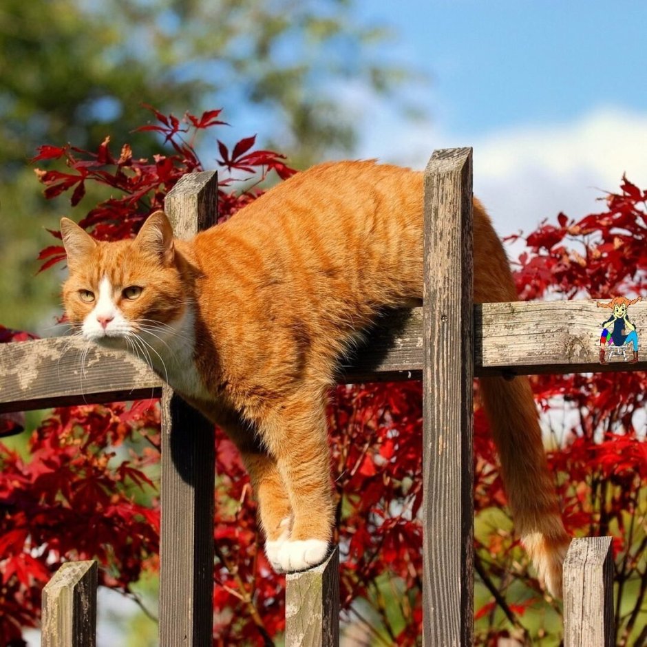 Кот с веником