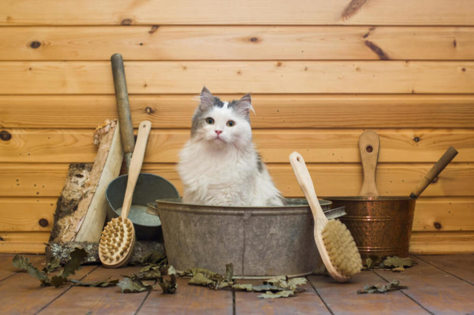 Котик в бане