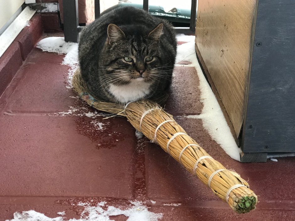 Кот затаился