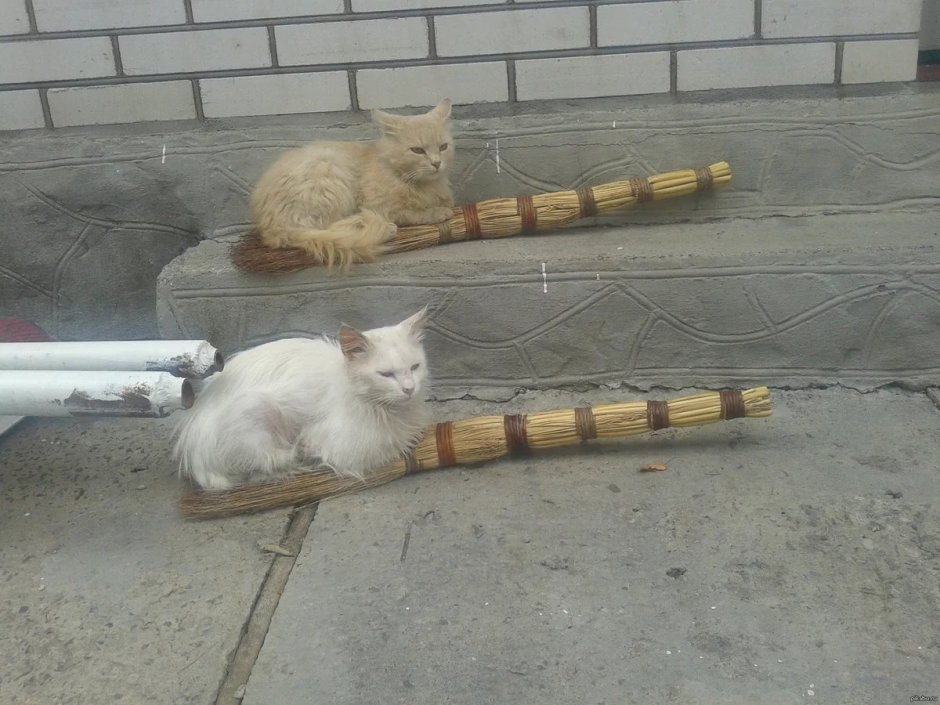 Кот с метлой