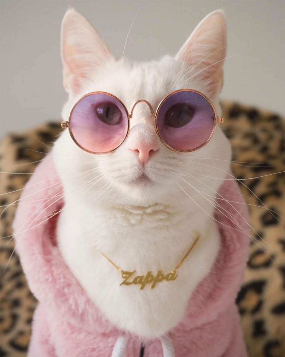 Элегантная кошка