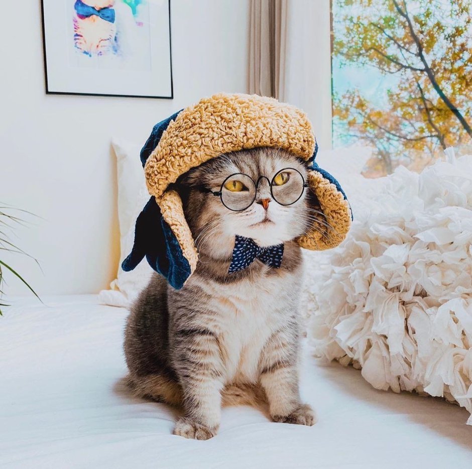 Кот в очках и шапке