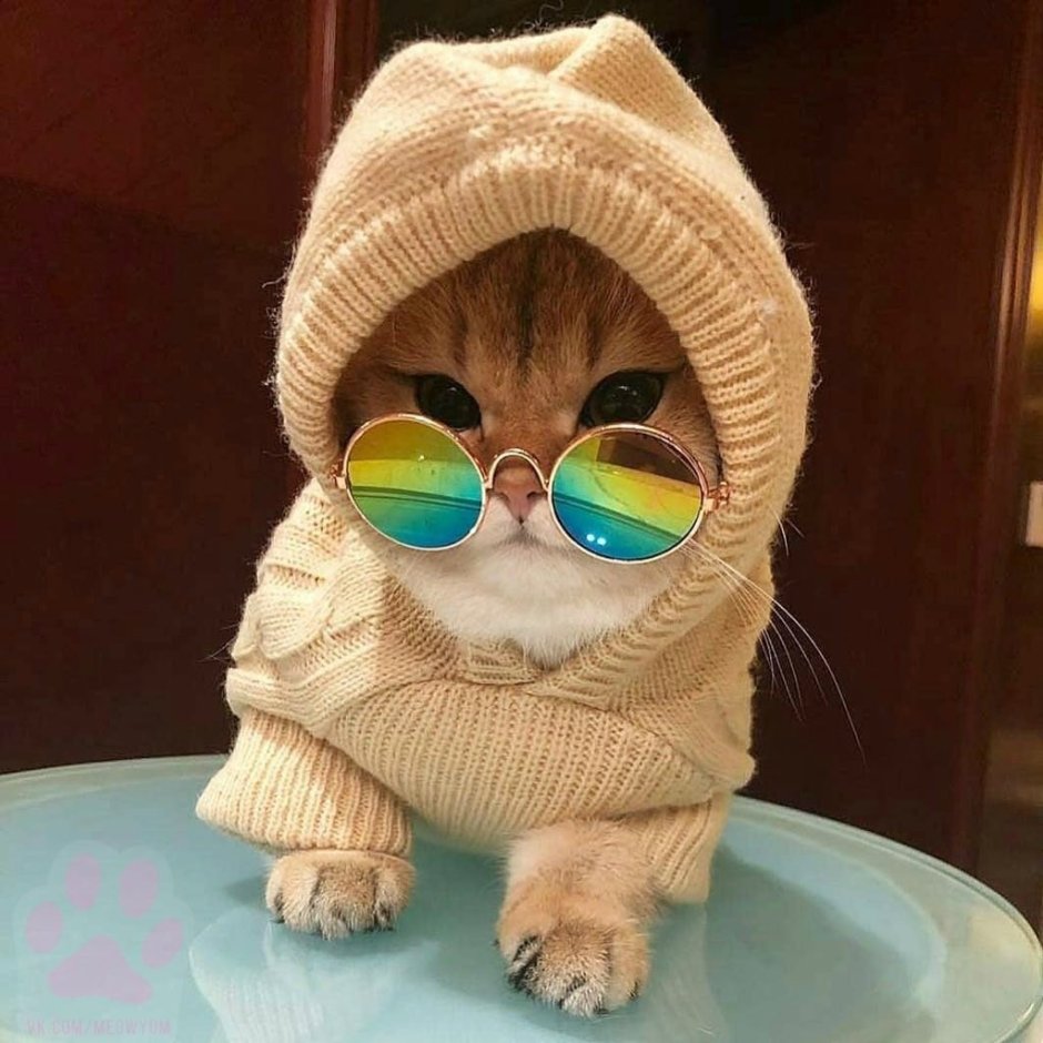 Коты игрушки в моде