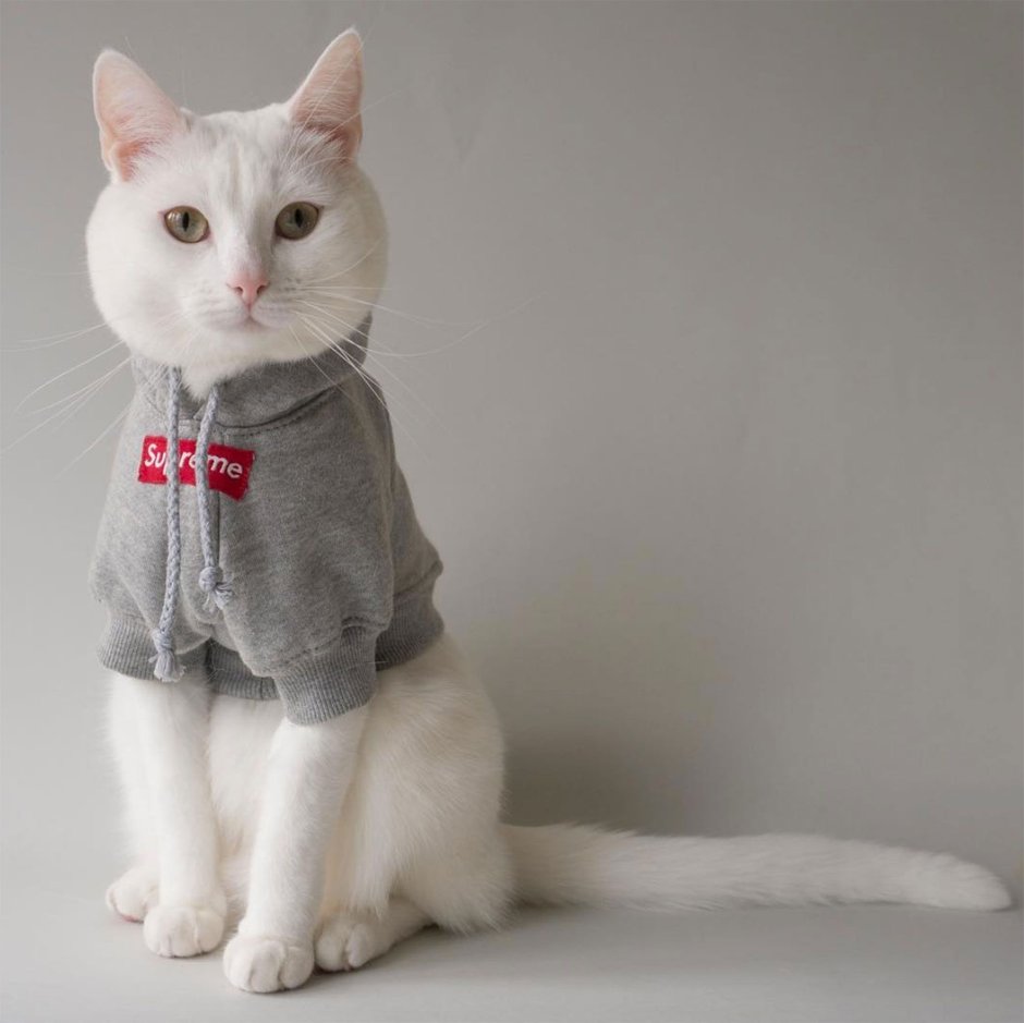 Стильные коты
