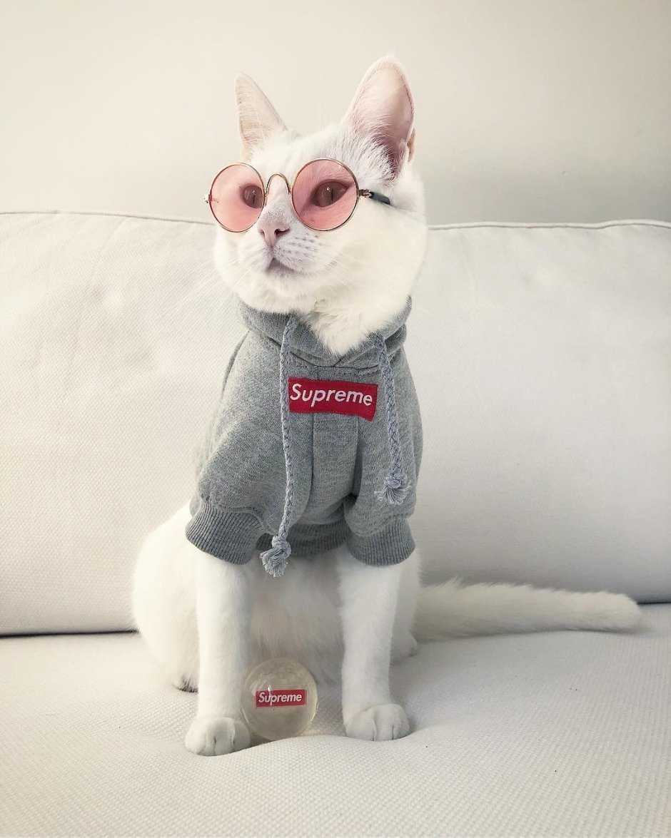 Модные коты
