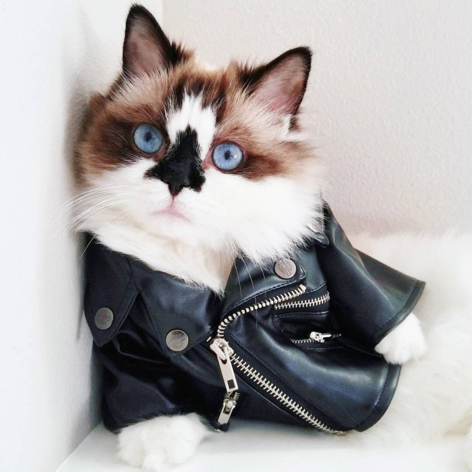 Стильный котик