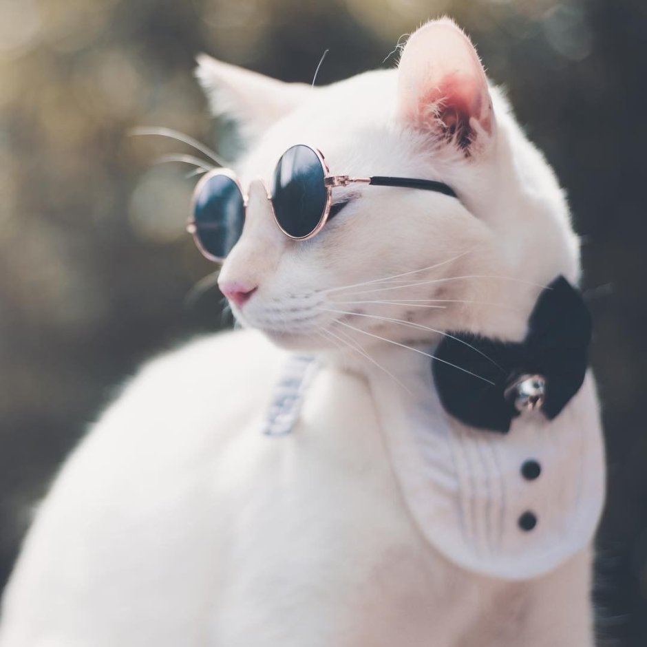 Белый котик в очках