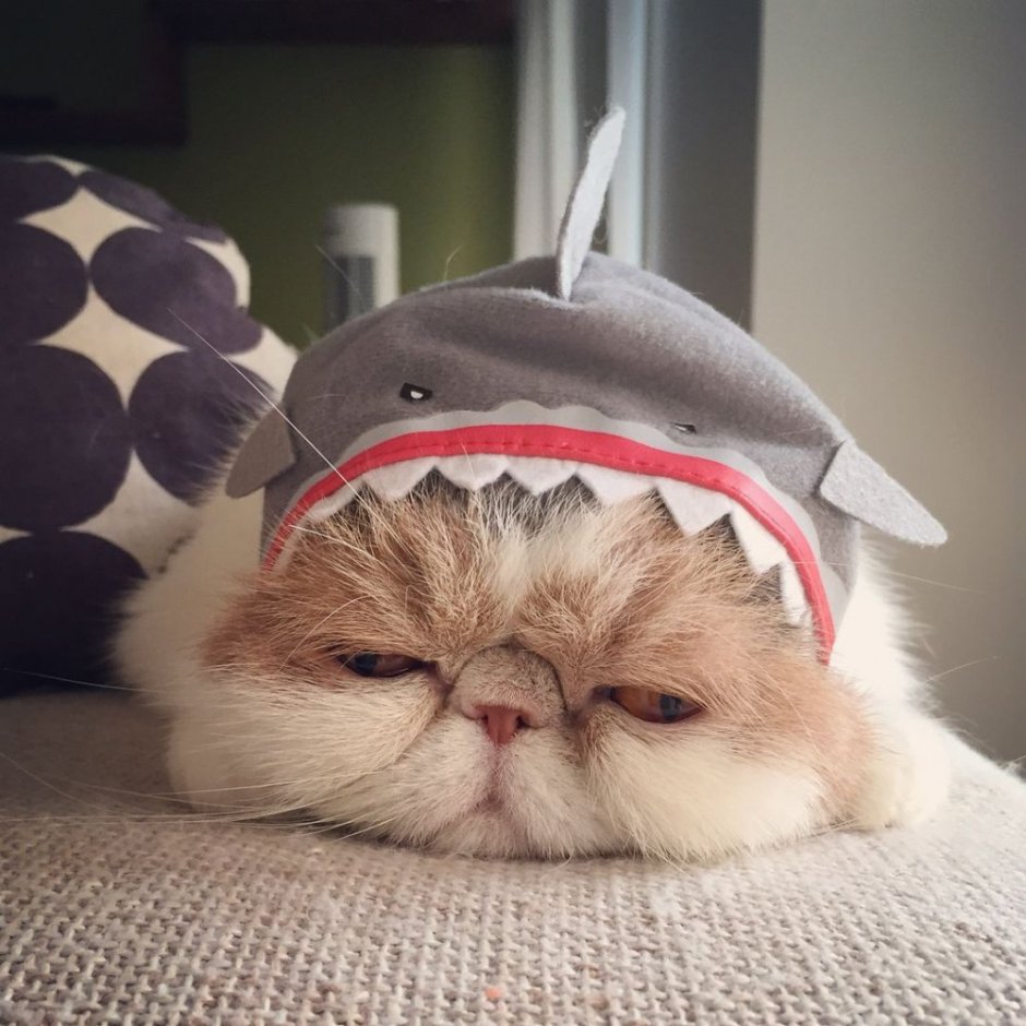 Буона кошка