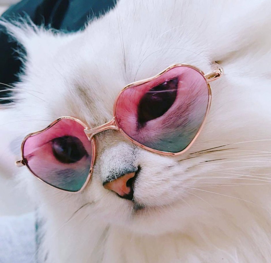 Милый котик в очках