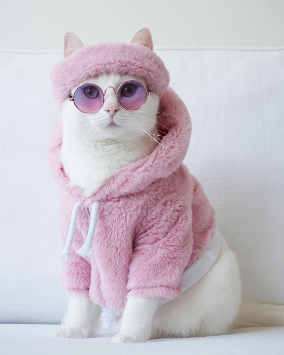 Одежда для кошек