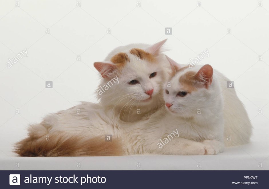 Взять котенка турецкий Ван