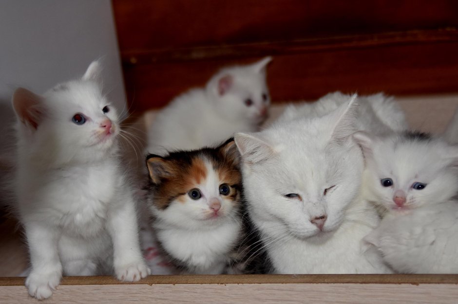 Ванская кошка котенок