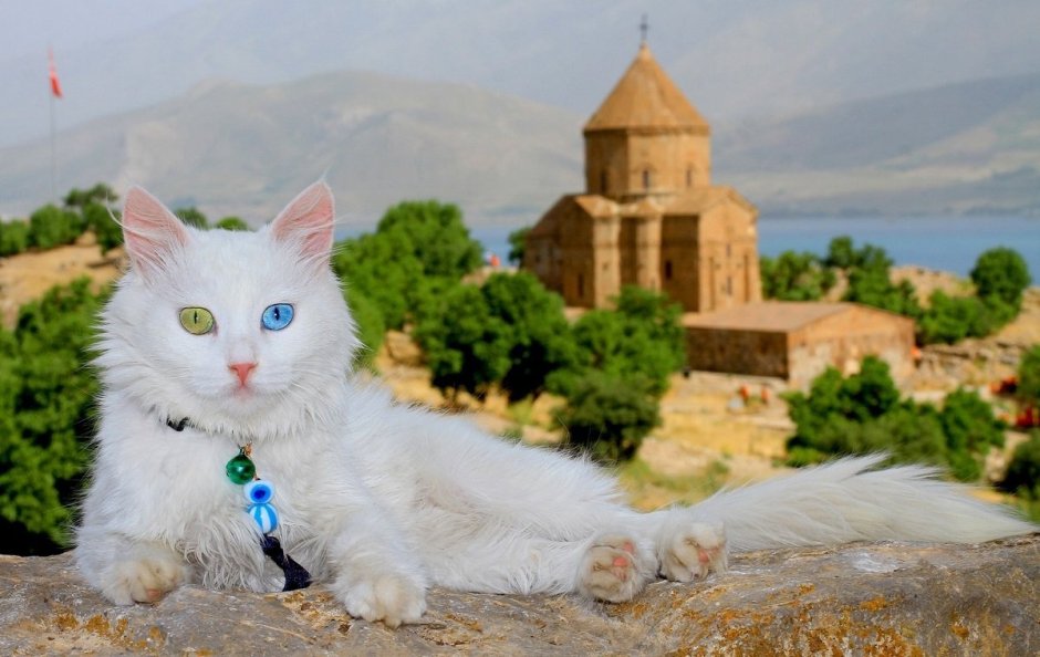 Турецкая Ванская кошка