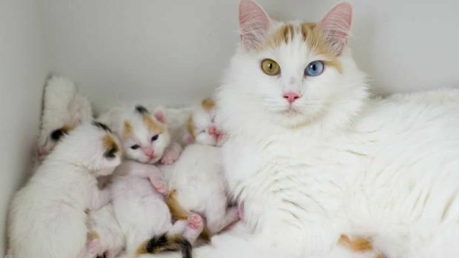 Турецкий Ван кошка с котятами