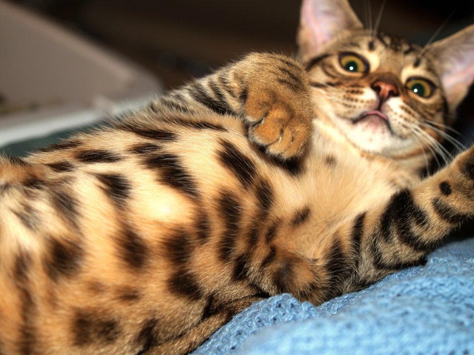 Бенгальский вислоухий кот