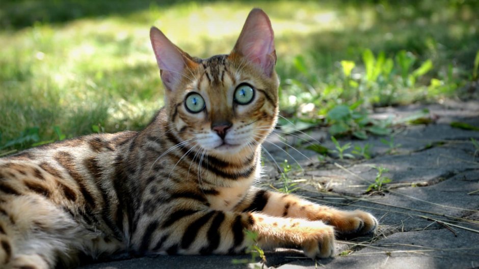 Бенгальский кот полосатый