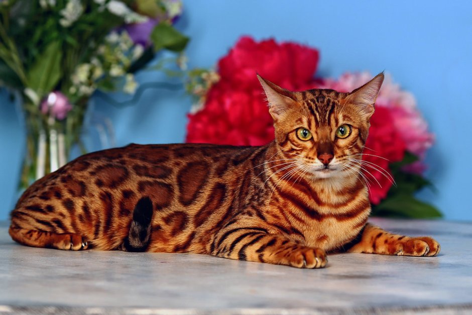 Бенгальская короткошерстная кошка рыжая