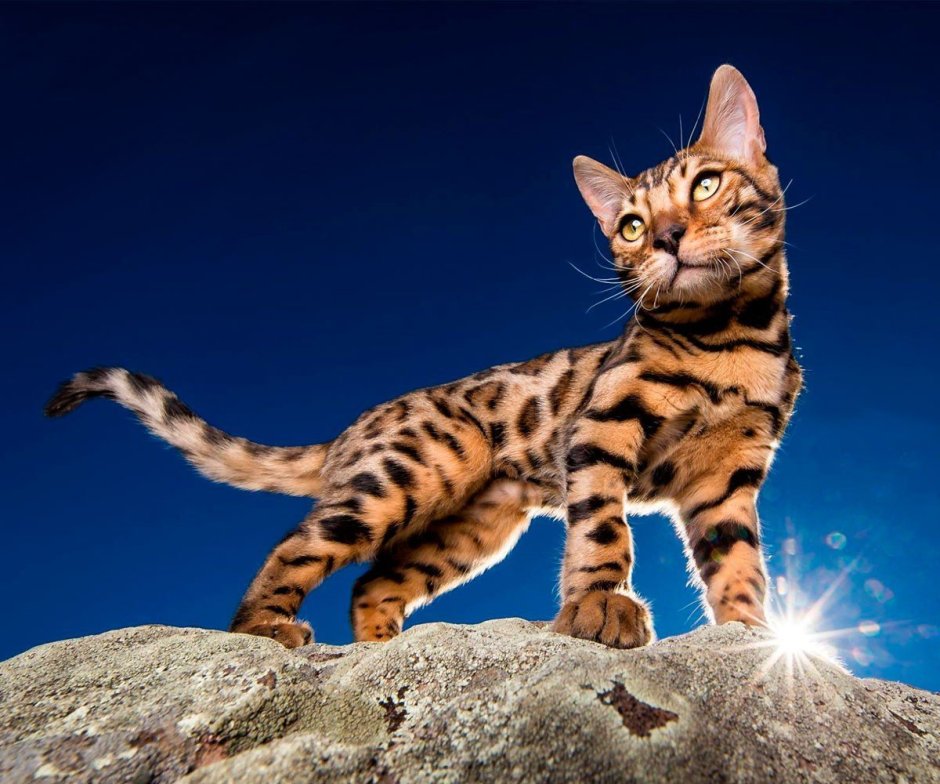 Бенгальская кошка
