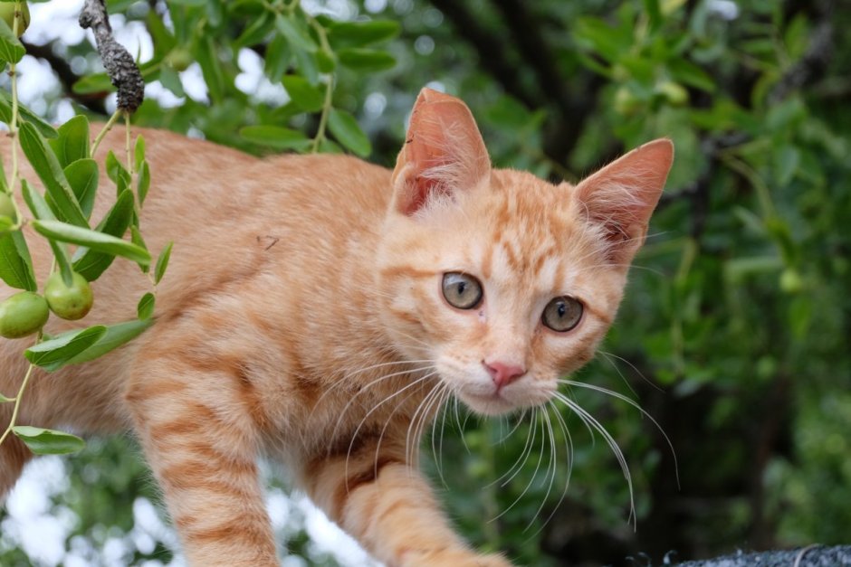 Бразильская короткошерстная кошка рыжая
