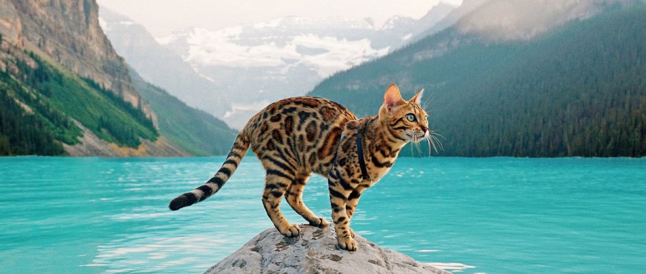 Бенгальская кошка Таиланд