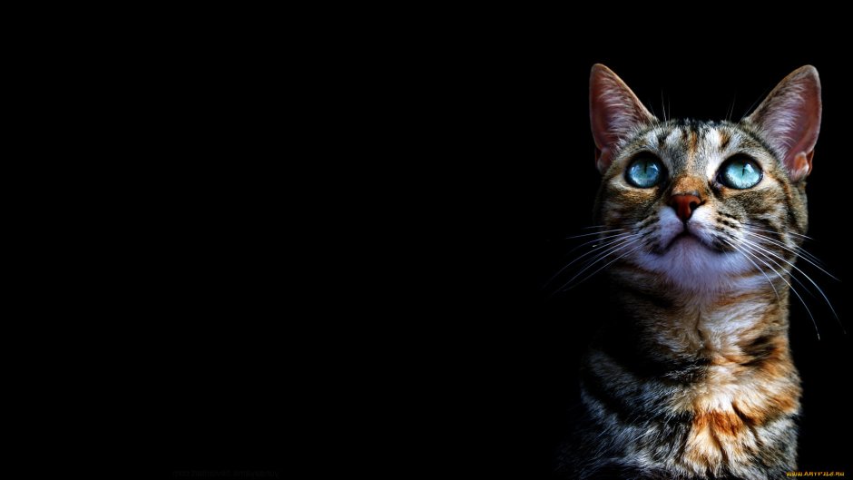 Кошка на темном фоне