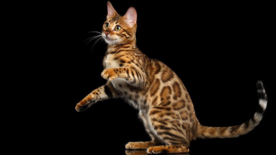 Бенгальская кошка