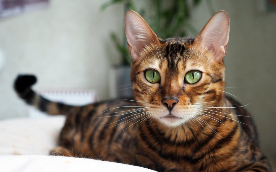 4 Бенгальских кошек