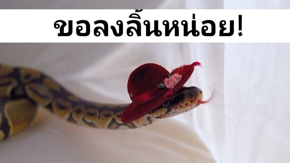 Королевский питон в шапочке