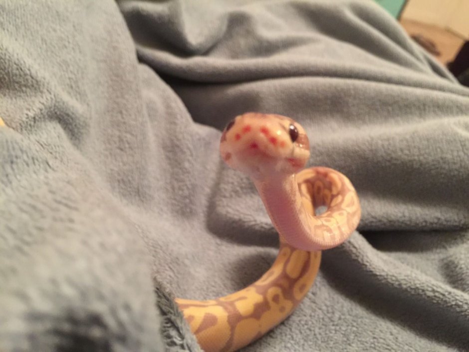 Амфибия кошка