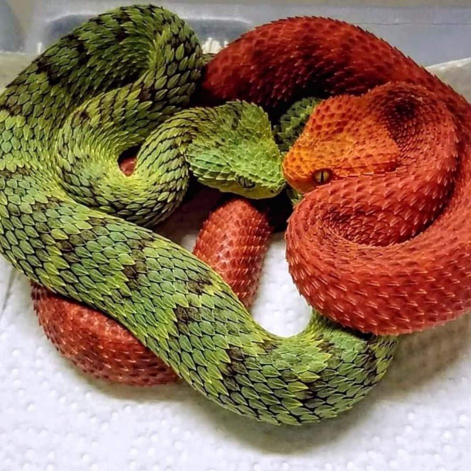 Кустарниковая гадюка (Atheris